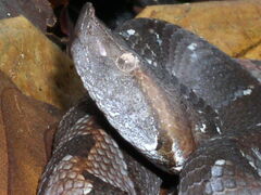 Bothrocophias hyoprora