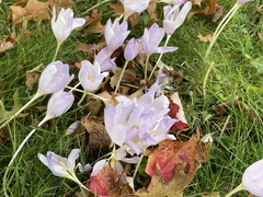 Colchicum autumnale