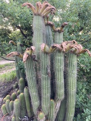 Trichocereus