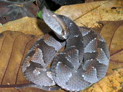 Bothrocophias hyoprora