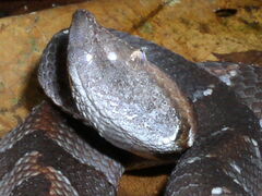 Bothrocophias hyoprora