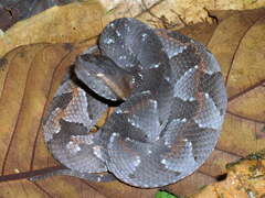 Bothrocophias hyoprora