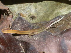 Cercosaura oshaughnessyi