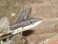 Cercosaura oshaughnessyi