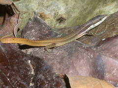 Cercosaura oshaughnessyi