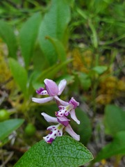 Galearis rotundifolia