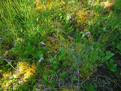 Galearis rotundifolia