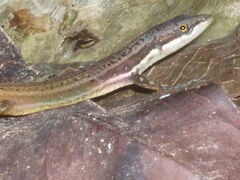 Cercosaura oshaughnessyi