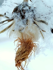 Helianthus maximiliani