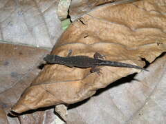 Pseudogonatodes guianensis