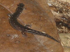 Pseudogonatodes guianensis