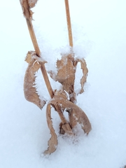 Helianthus maximiliani