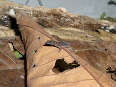 Pseudogonatodes guianensis
