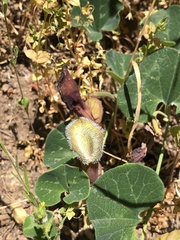 Aristolochia chilensis
