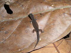 Pseudogonatodes guianensis