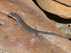 Pseudogonatodes guianensis