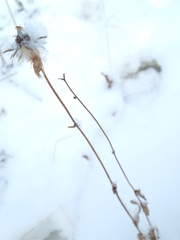 Helianthus maximiliani