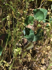 Aristolochia chilensis