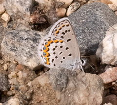 Plebejus melissa