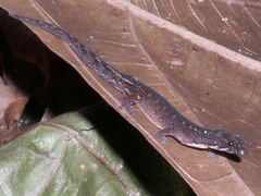 Pseudogonatodes guianensis