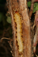 Chamaesphecia nigrifrons