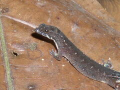 Pseudogonatodes guianensis