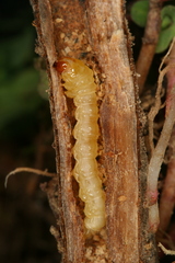 Chamaesphecia nigrifrons