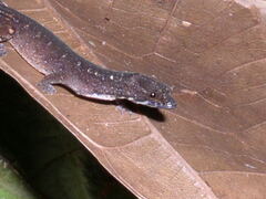 Pseudogonatodes guianensis