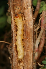 Chamaesphecia nigrifrons