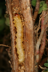 Chamaesphecia nigrifrons