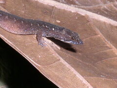 Pseudogonatodes guianensis