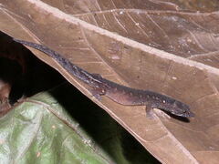 Pseudogonatodes guianensis