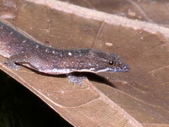 Pseudogonatodes guianensis