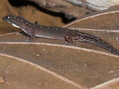 Pseudogonatodes guianensis
