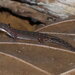 Amazon Pygmy Gecko - Photo (c) Pete Zani, some rights reserved (CC BY-NC), uploaded by Pete Zani