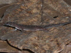 Pseudogonatodes guianensis