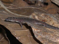 Pseudogonatodes guianensis