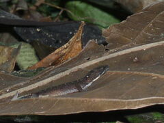 Pseudogonatodes guianensis