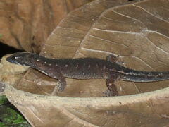 Pseudogonatodes guianensis