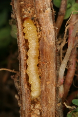 Chamaesphecia nigrifrons