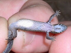 Pseudogonatodes guianensis