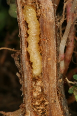 Chamaesphecia nigrifrons