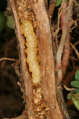 Chamaesphecia nigrifrons