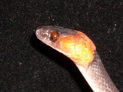 Siphlophis compressus