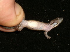 Pseudogonatodes guianensis