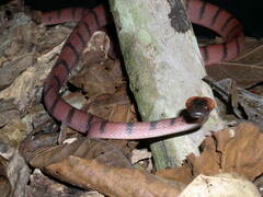 Siphlophis compressus