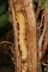 Chamaesphecia nigrifrons
