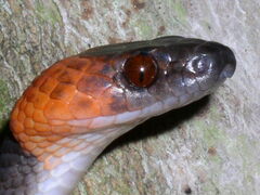 Siphlophis compressus