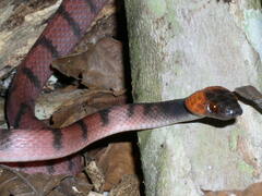 Siphlophis compressus