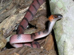 Siphlophis compressus